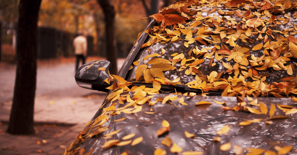 Don’t Allow Autumn Leaves to Ruin Your Car: Essential Tips to Avoid Leaf Damage